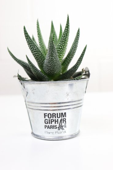 255 Forum plante